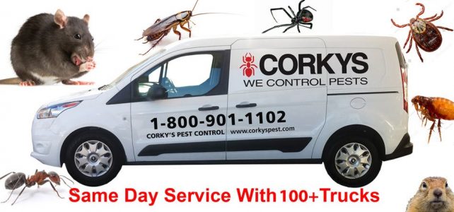 Everything You Need to Know About Pest Control