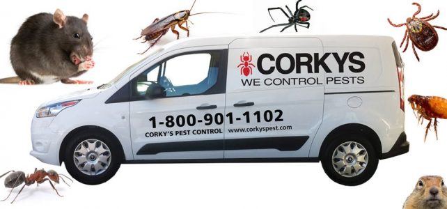 8 Important Questions to Ask Before Hiring a Pest Control Company